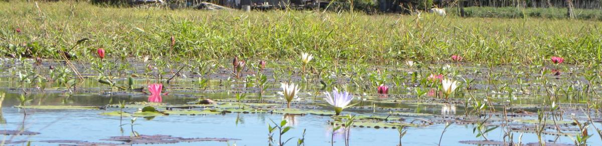 Lotus