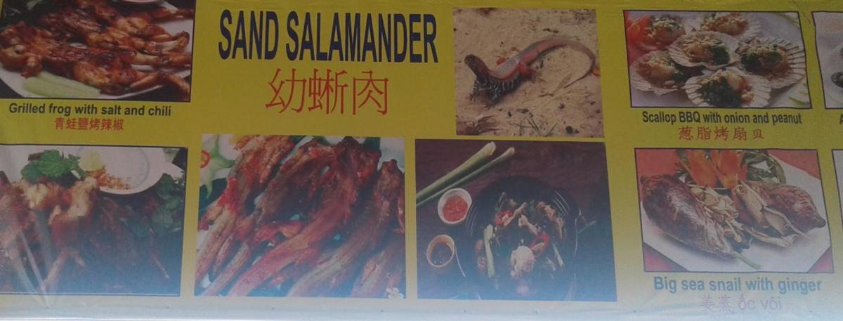 Salamandre