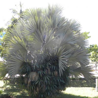 DSCN6670 (Grand)