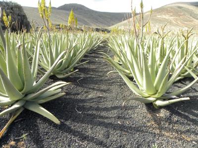 Aloevera large