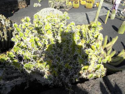 Cactus 7