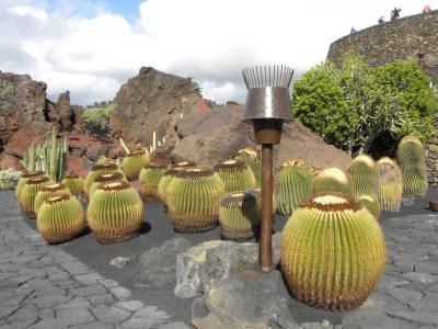 Cactus 8
