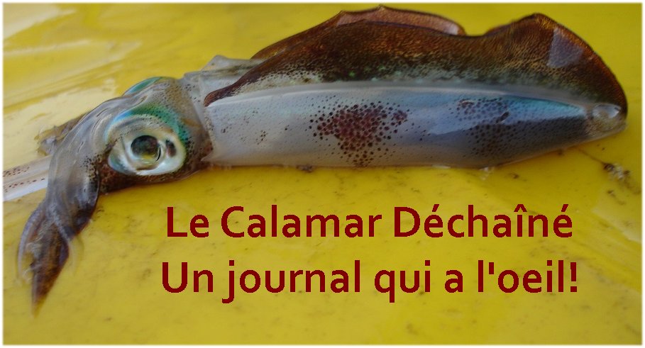 Calamar dechaine