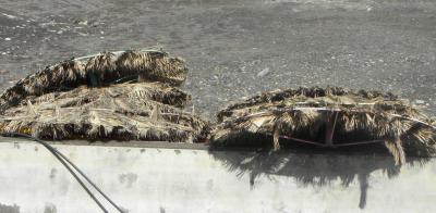 Crabes barbus