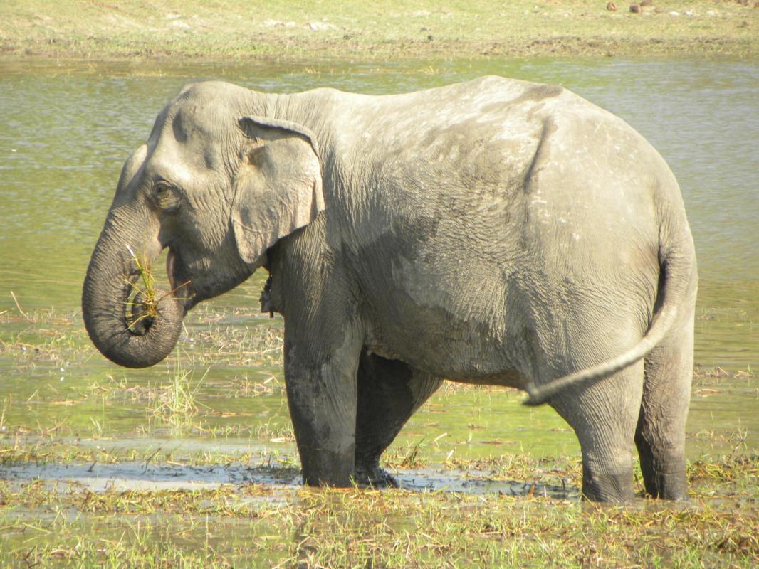 éléphant gris