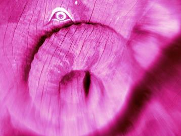 Elephant rose