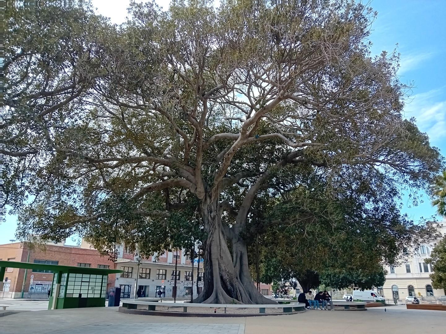 Ficus geant large
