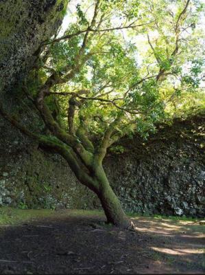 Hierro arbre